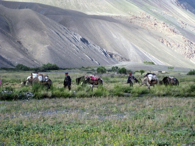 A yak caravan returning to Ptukh from the Pamir