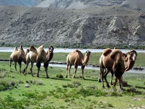 Camels in the Wakhan
