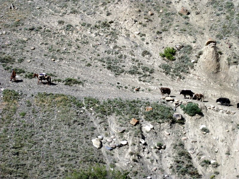 Donkey and yak caravan returning from the Pamir