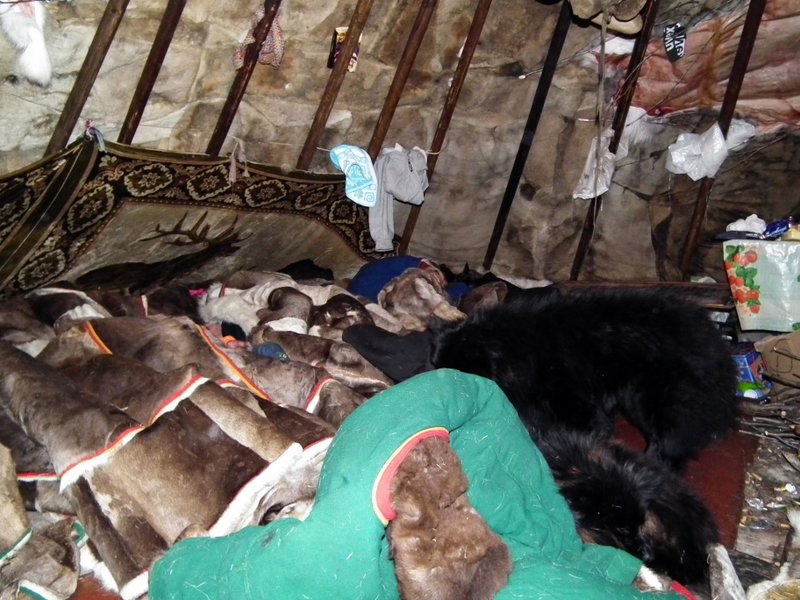 Nenets people sleeping under reindeer skins in the chum, Yamal Peninsula