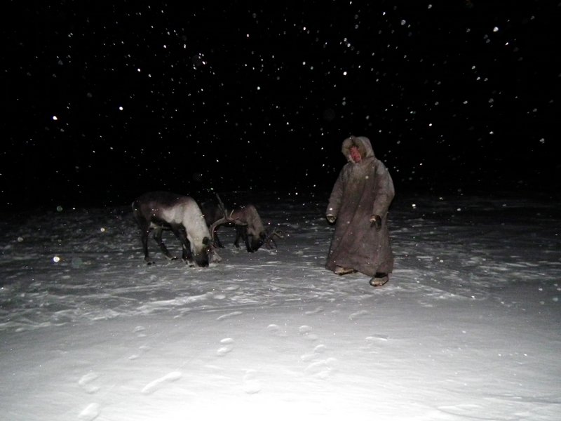 Nenets man with reindeer at night, Yamal Peninsula