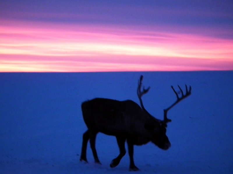 Reindeer in the morning, Yamal Peninsula