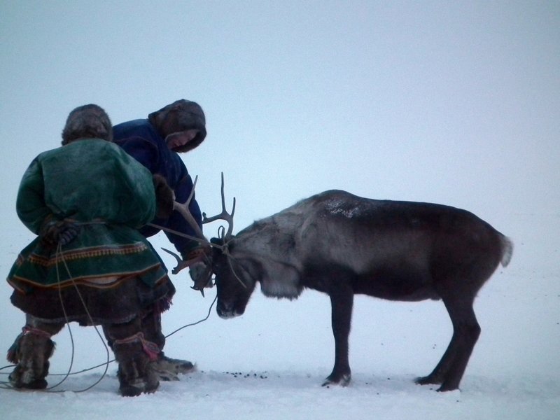 Nenets lassoing reindeer, Yamal Peninsula