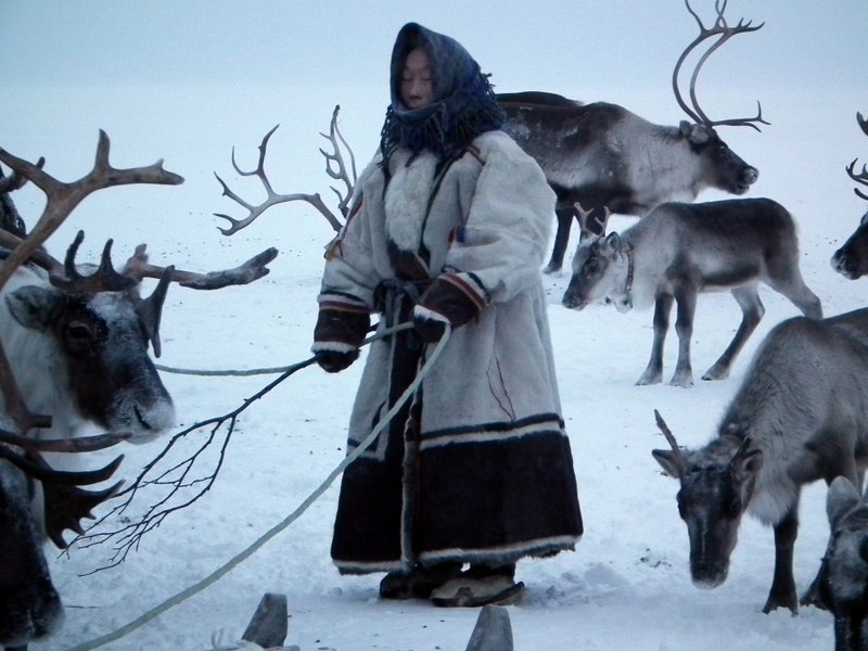 Nenets woman with reindeer, Yamal Peninsula