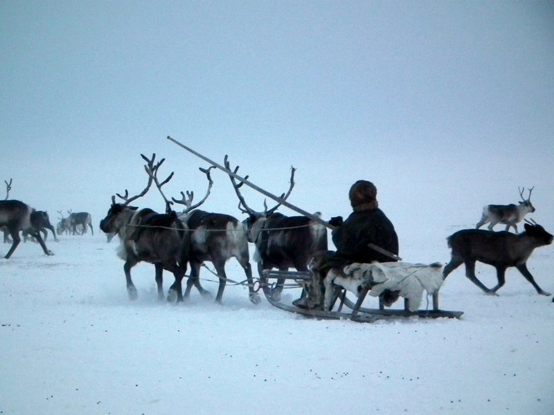 Nenets driving reindeer sledge, Yamal Peninsula