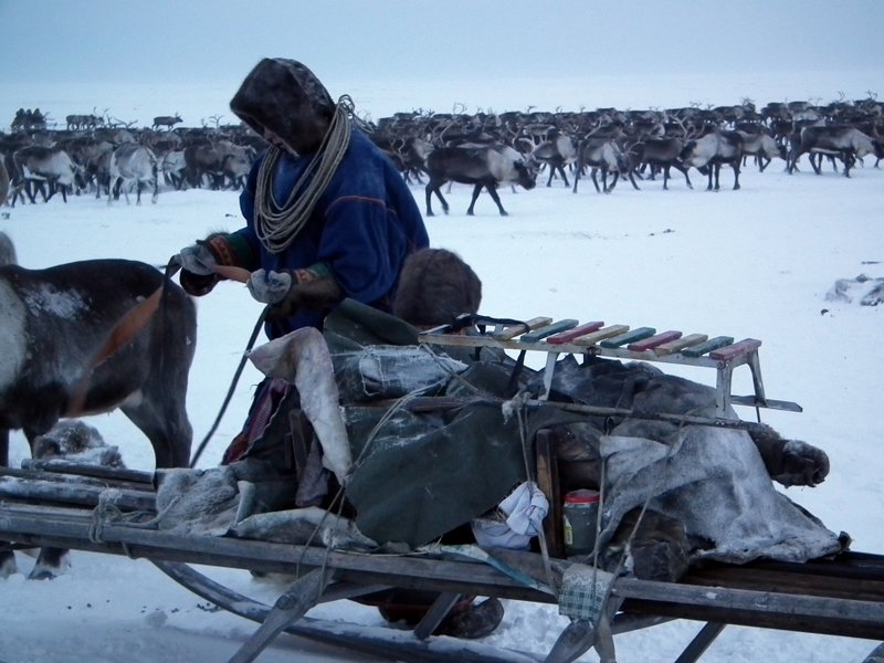 Nenets nomads packing up camp, Yamal Peninula