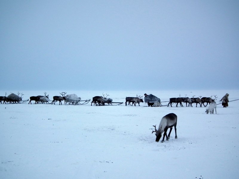 A Nenets argysh, Yamal Peninsula