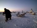 Nenets man getting ready to head off on a reindeer sledge at daybreak, Yamal Peninsula