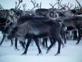 A very small part of a 10,000 reindeer herd, Yamal Peninsula