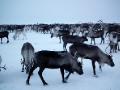 A very small part of a 10,000 reindeer herd, Yamal Peninsula