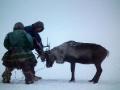 Nenets lassoing reindeer, Yamal Peninsula