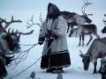 Nenets woman with reindeer, Yamal Peninsula