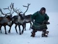 Nenets leading reindeer to a sledge, Yamal Peninsula