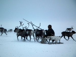 Nenets driving reindeer sledge, Yamal Peninsula