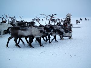 Nenets leading reindeer to a sledge, Yamal Peninsula