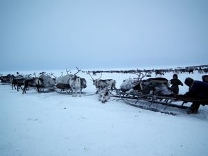 A Nenets argysh (several sledges connected in a chain), Yamal Peninsula