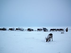 A Nenets argysh, Yamal Peninsula