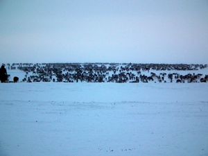An attempted capture of 10,000 reindeer and countless argysh on the move, Yamal Peninsula