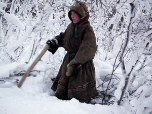 Nenets woman cutting trees, Yamal Peninsula