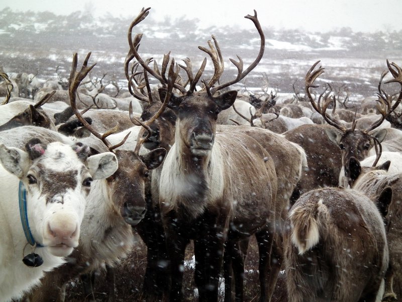 Part of the Anavgay reindeer herd, Kamchatka
