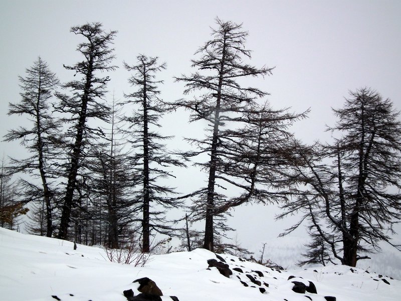 Trees near Anavgay, Kamchatka