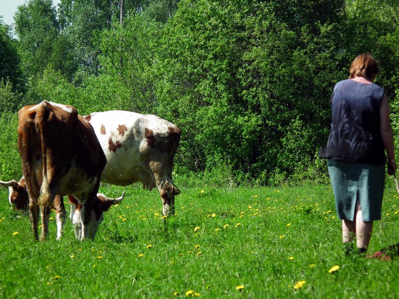 A woman herding cows in Pudozh, Karelia