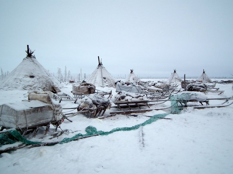 Chums at an encampment of nomadic Nenets reindeer herders, Nadym Region, Siberia