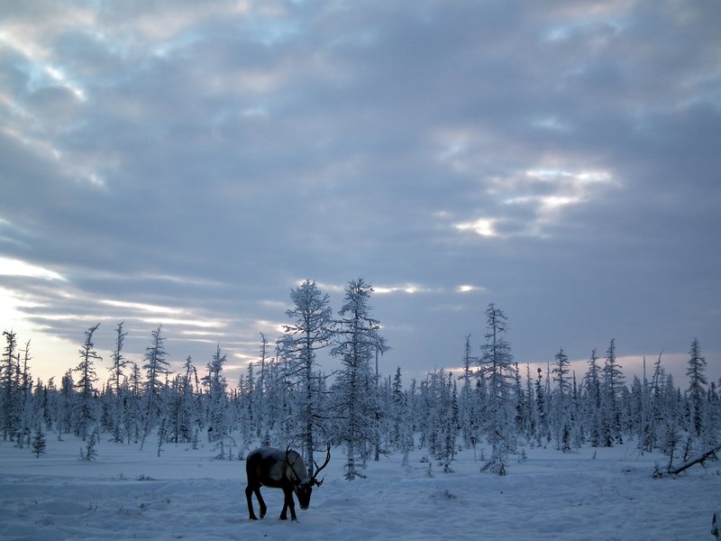 Nadym Region, Siberia