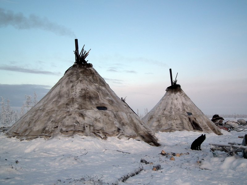 Chums at an encampment of nomadic Nenets reindeer herders, Nadym Region, Siberia