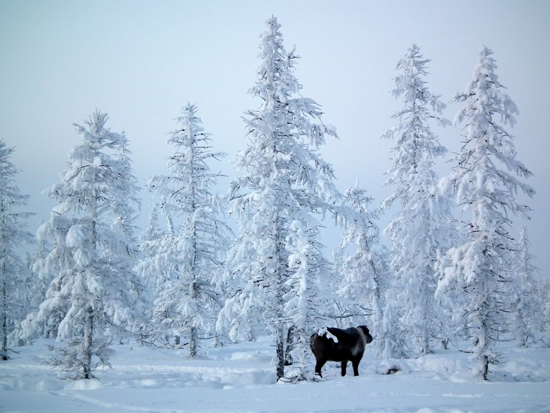 Trees, Nadym Region, Siberia