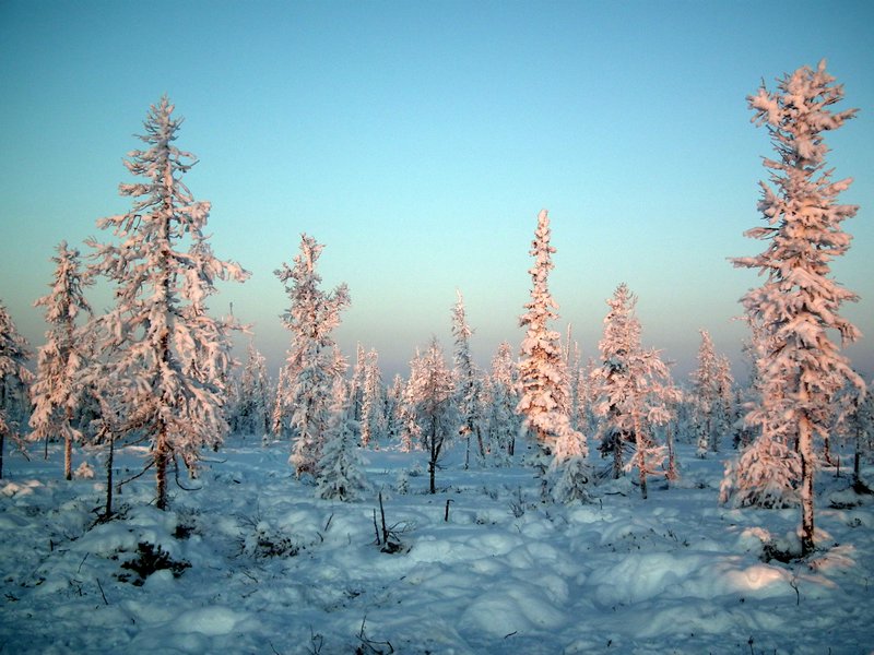 Trees, Nadym Region, Siberia