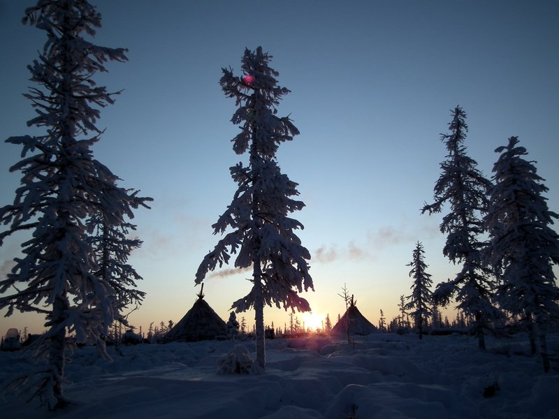 Chums and trees, Nadym Region, Siberia