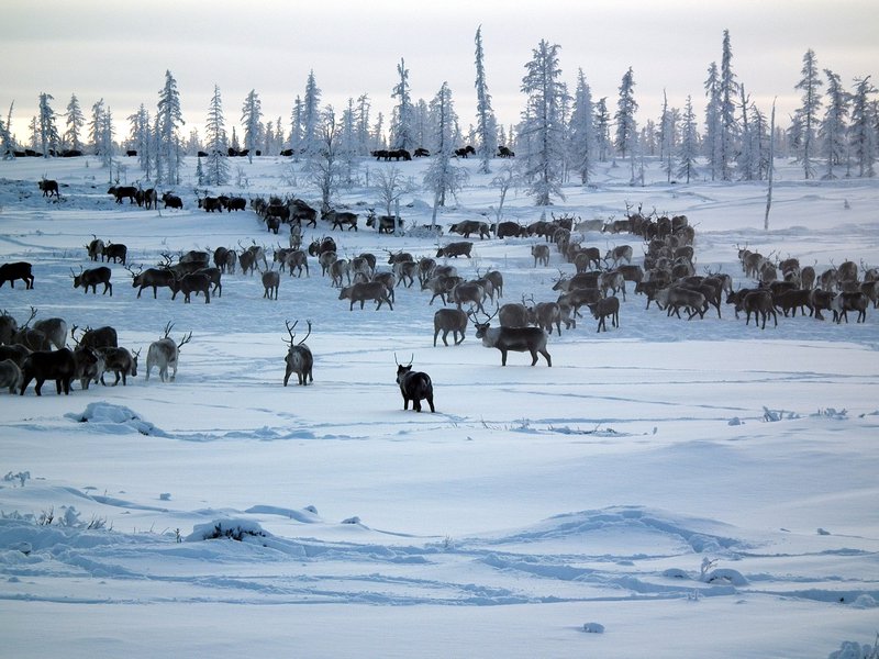 A very small part of a 10,000 head herd of Nenets reindeer, Nadym Region, Siberia 