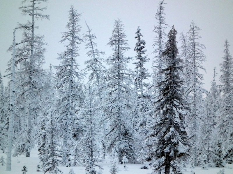 Trees in Nadym Region, Siberia