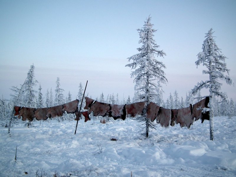 Reindeer skins, Nadym Region, Siberia