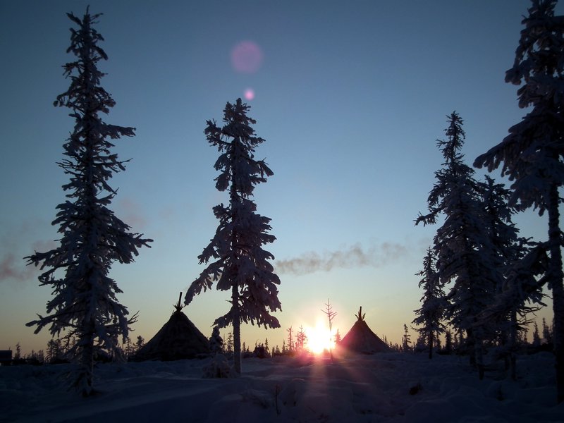 Trees and chums, Nadym Region, Siberia