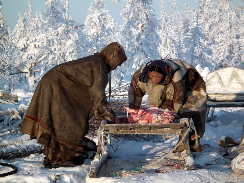 Nenets nomads cutting up reindeer meat on a sledge, Nadym Region, Siberia