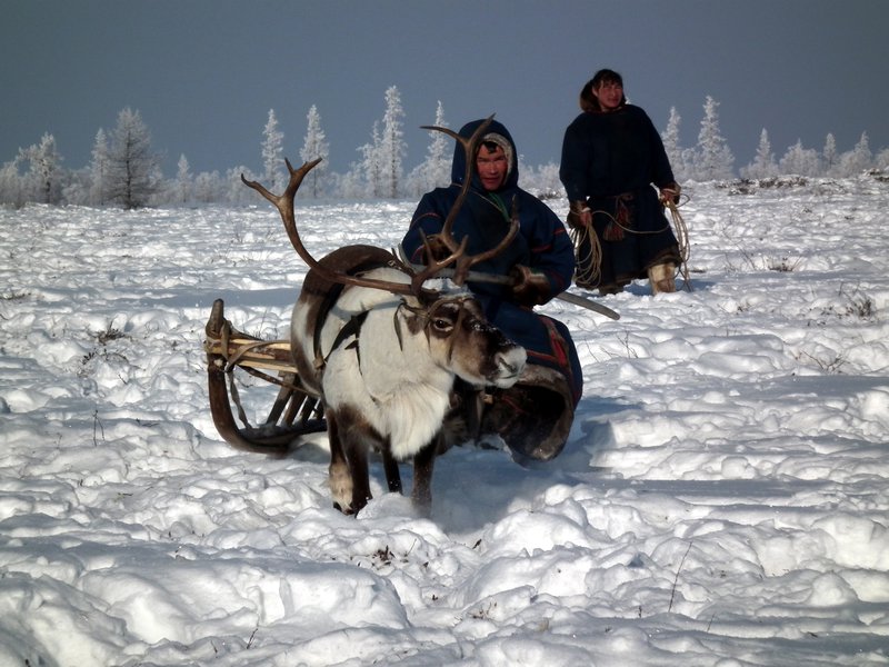 Kostya, a Nenets reindeer herder, riding a sledge, Nadym Region, Siberia
