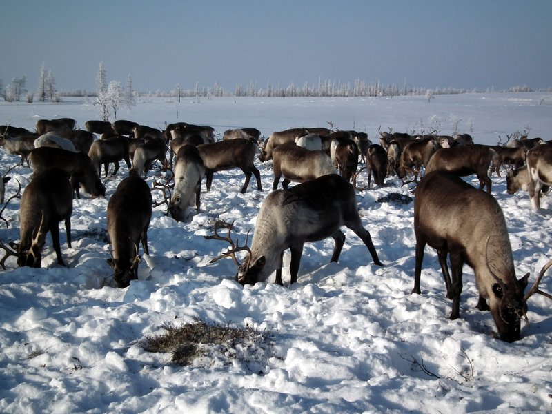 Reindeer grazing, Nadym Region, Siberia