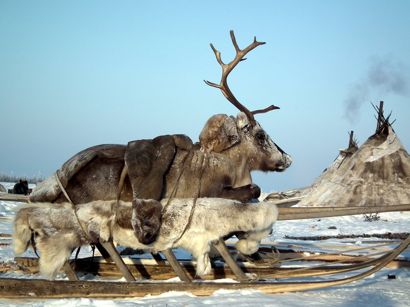 A reindeer waiting to be killed for food, Nadym Region, Siberia