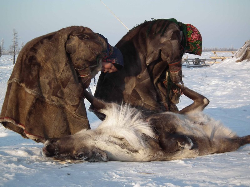 Nenets women removing a dead reindeer's hide, Nadym Region, Siberia