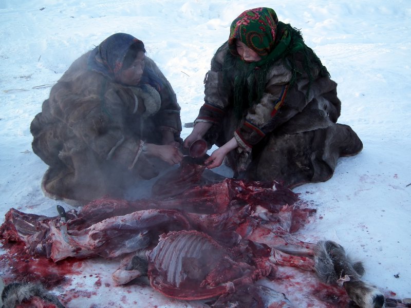 Aibat, the Nenets custom of eating of raw meat and drinking of blood straight from a reindeer carcass, Nadym Region, Siberia