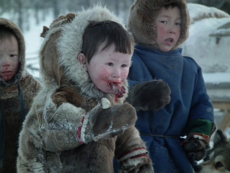 A Nenets boy eating raw meat from a reindeer carcass, Nadym Region, Siberia