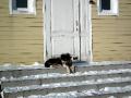 A dog in Yar Sale, capital of the Yamal Peninsula, Siberia