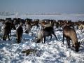 Reindeer grazing, Nadym Region, Siberia