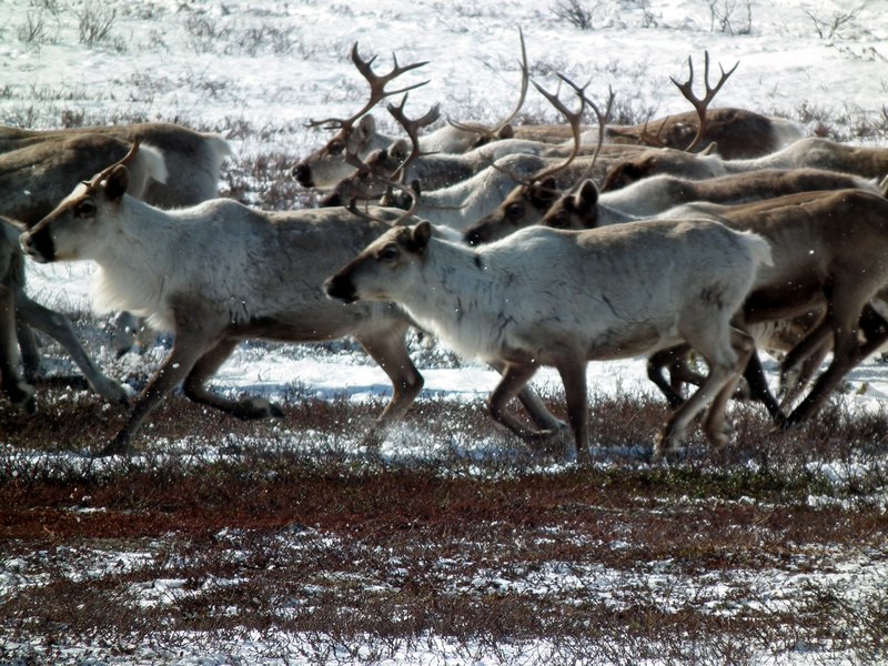 Reindeer, Lovozero Region, Kola Peninsula, Arctic Russia