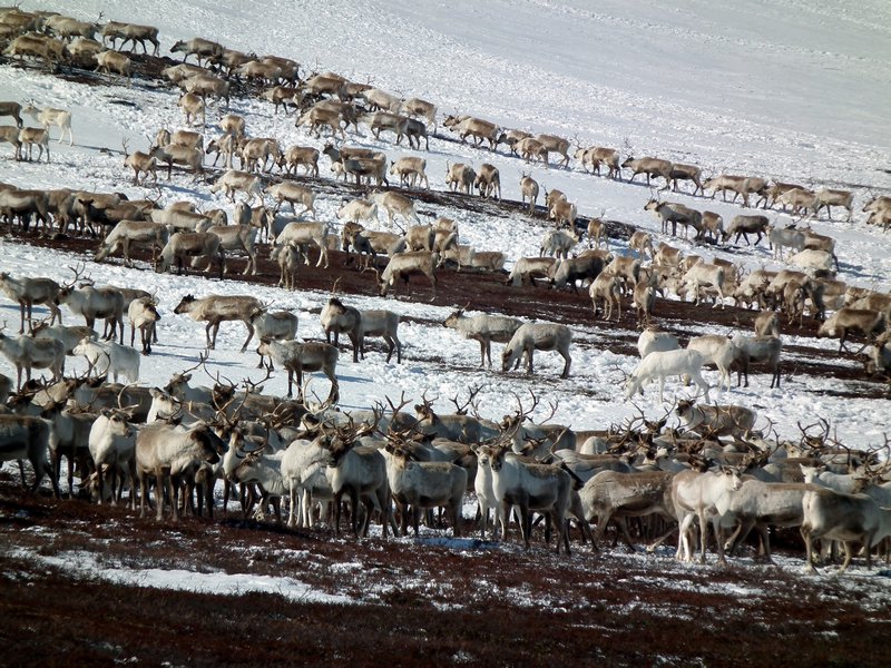 Reindeer, Lovozero Region, Kola Peninsula, Arctic Russia