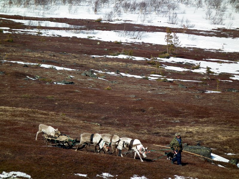 Saami reindeer herder, Lovozero Region, Kola Peninsula, Arctic Russia