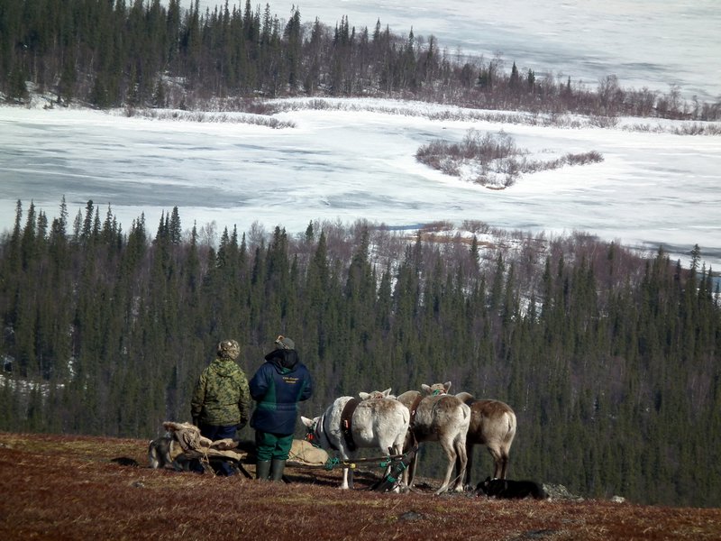 Saami reindeer herders, Lovozero Region, Kola Peninsula, Arctic Russia