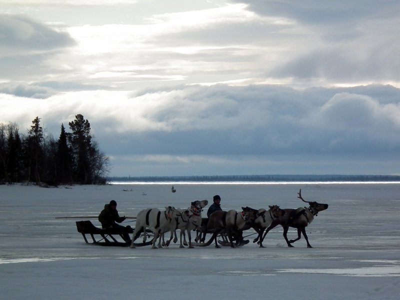 Saami reindeer herders riding a sledge on a frozen lake, Lovozero Region, Kola Peninsula, Arctic Russia